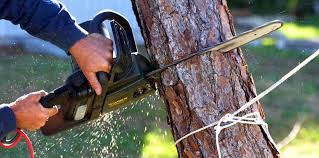 Reliable Camden, OH Tree Care Services Solutions