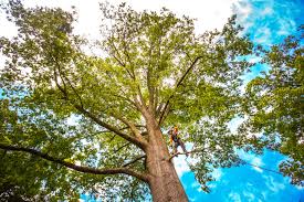 How Our Tree Care Process Works  in  Camden, OH